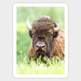 Bison Sticker